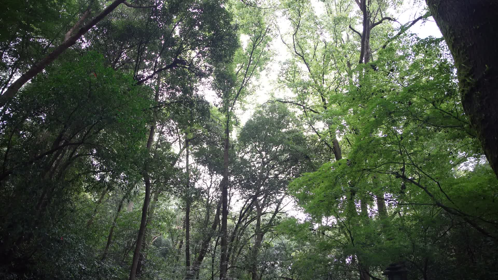 杭州西湖虎跑公园含晖亭树林与小路4K视频视频的预览图
