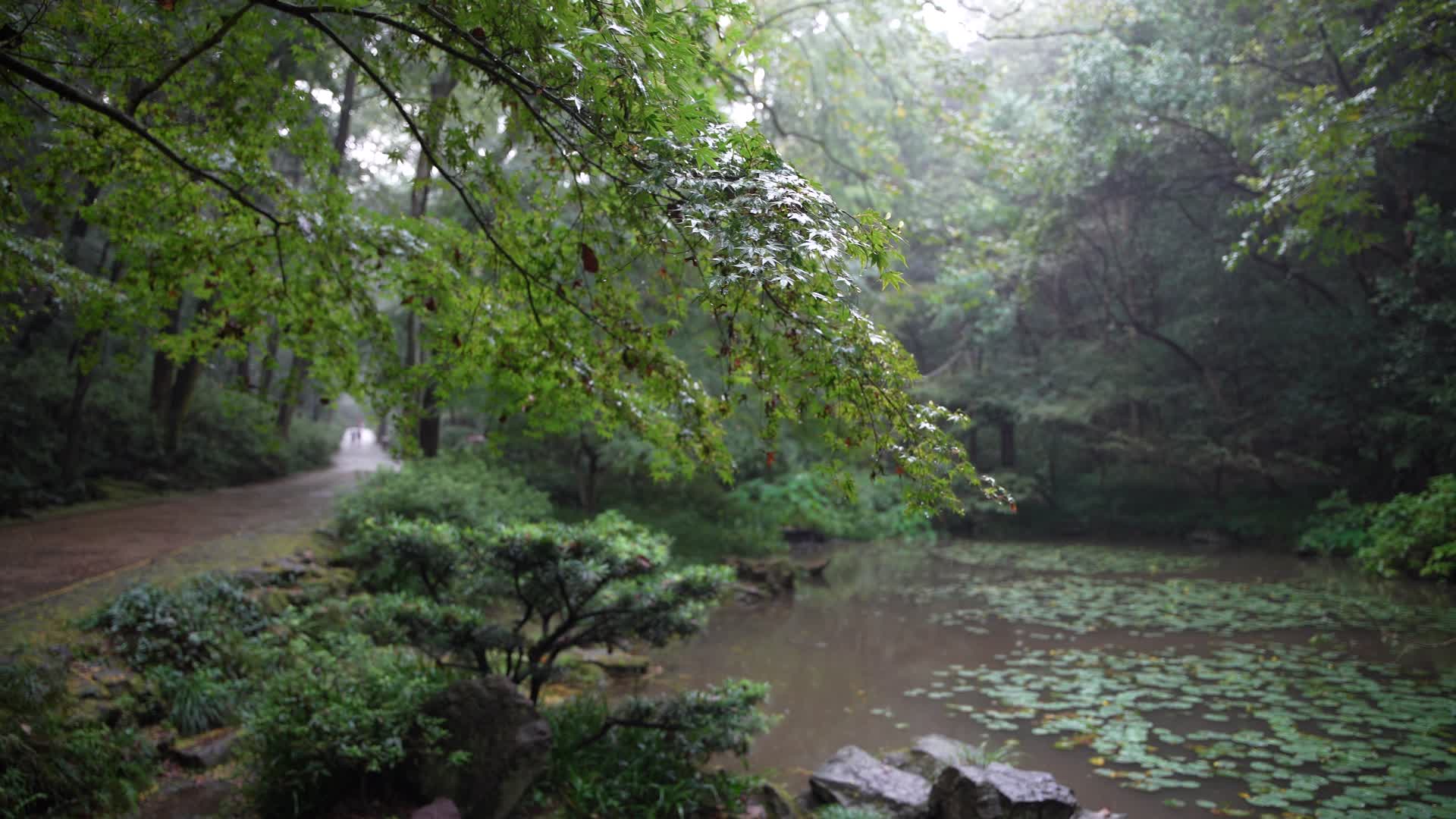 杭州西湖虎跑公园双绝亭4K视频视频的预览图