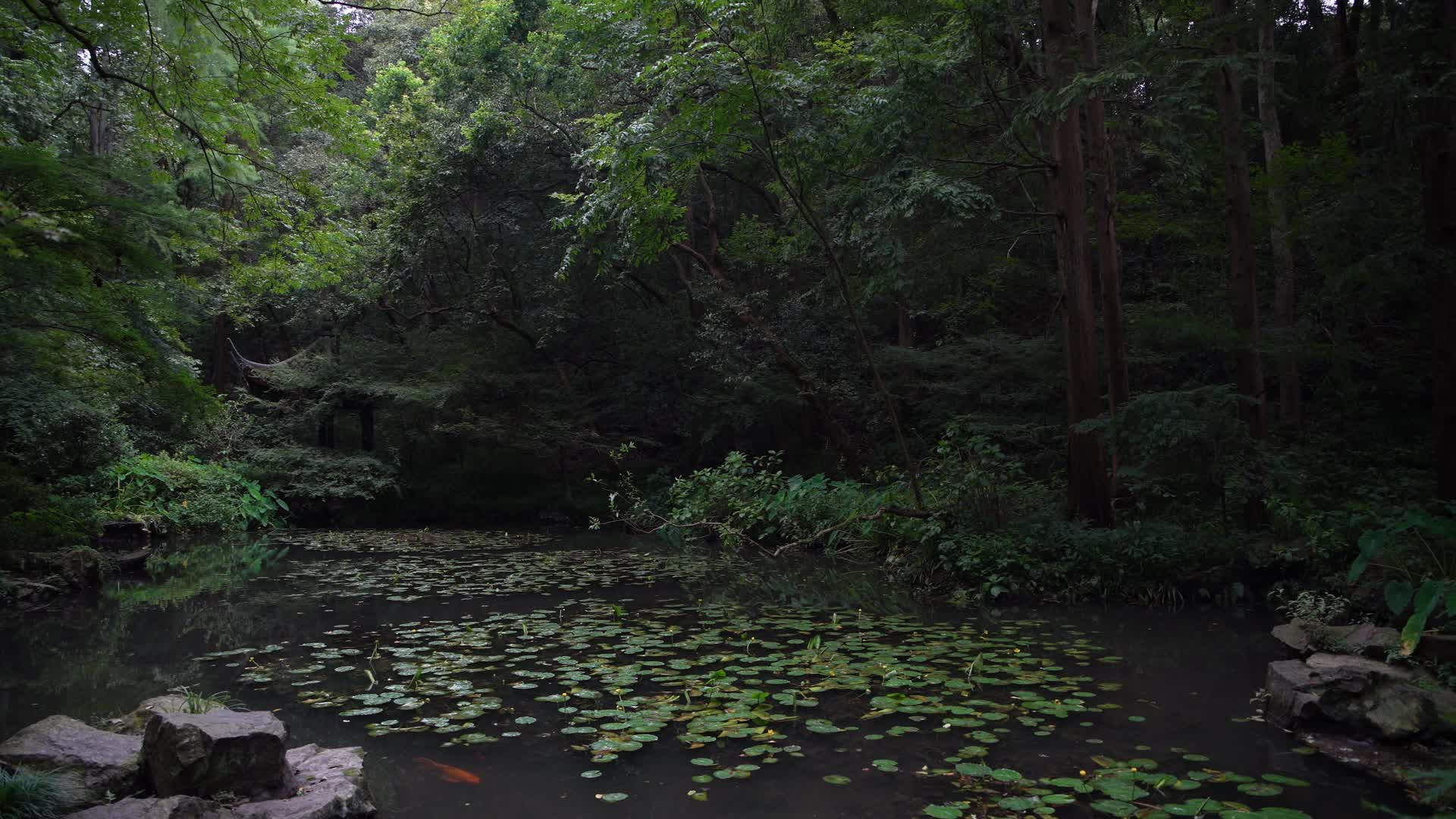杭州西湖虎跑公园4K视频视频的预览图