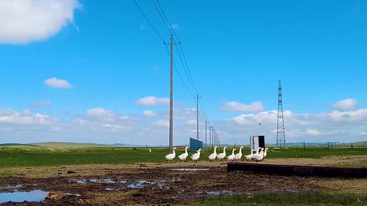 内蒙古草原农家饲养的家禽鹅上午4k拍摄视频视频的预览图