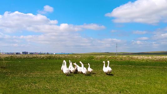 内蒙古草原农家饲养的家禽鹅上午4k拍摄视频视频的预览图