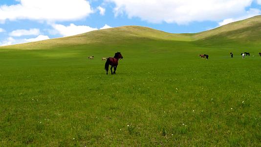 内蒙古草原上悠闲的马群4k拍摄视频视频的预览图