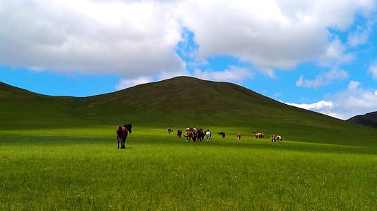 云层下内蒙古草原上悠闲的马群4k拍摄视频视频的预览图