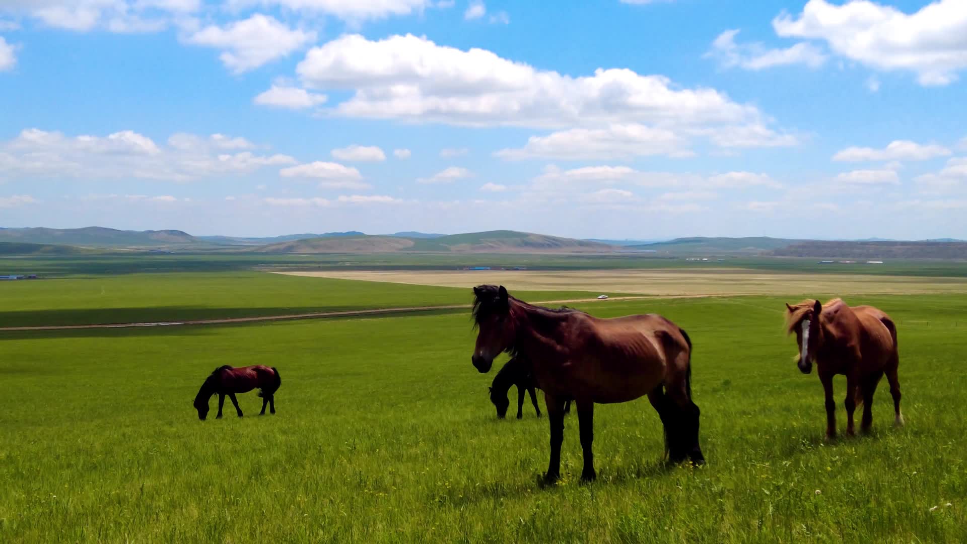 内蒙古草原上悠闲的马群上午4k拍摄视频视频的预览图