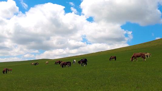 内蒙古草原斜坡上悠闲的马群4k拍摄视频视频的预览图