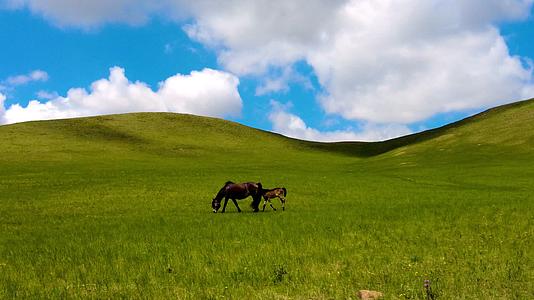 内蒙古草原上悠闲的马吃草4k拍摄视频视频的预览图