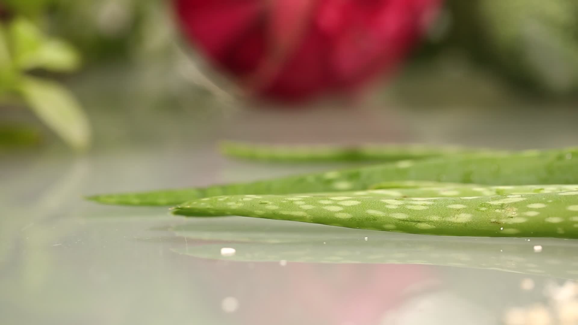 中景芦荟茎叶视频的预览图