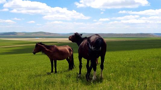 内蒙古草原上悠闲的马群近景拍摄视频视频的预览图