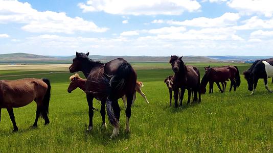 内蒙古草原上悠闲的马群近景拍摄视频视频的预览图