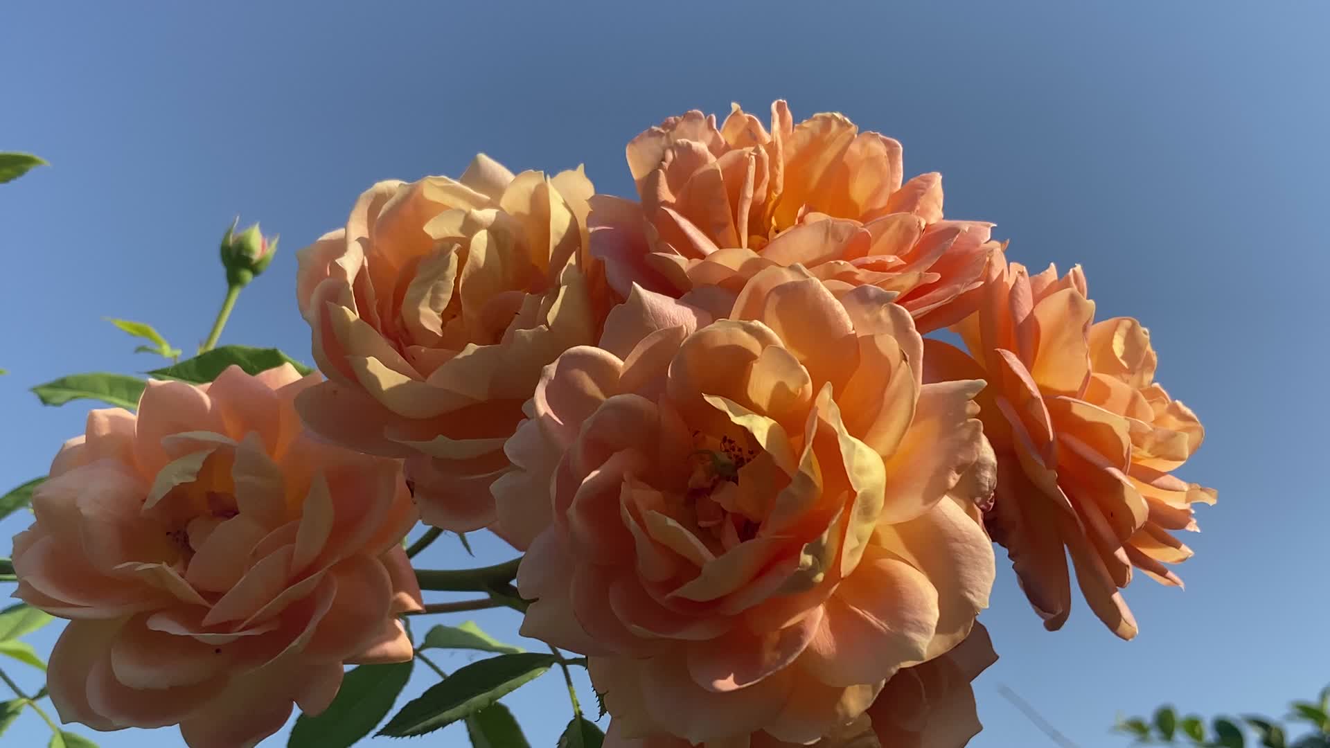 4K实拍春天粉色牡丹花开放视频的预览图