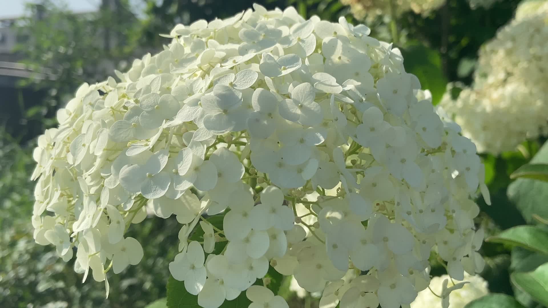 4K实拍绣球花开放的花朵视频的预览图