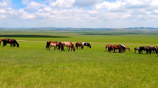 内蒙古草原上悠闲的马群上午4k拍摄视频视频的预览图