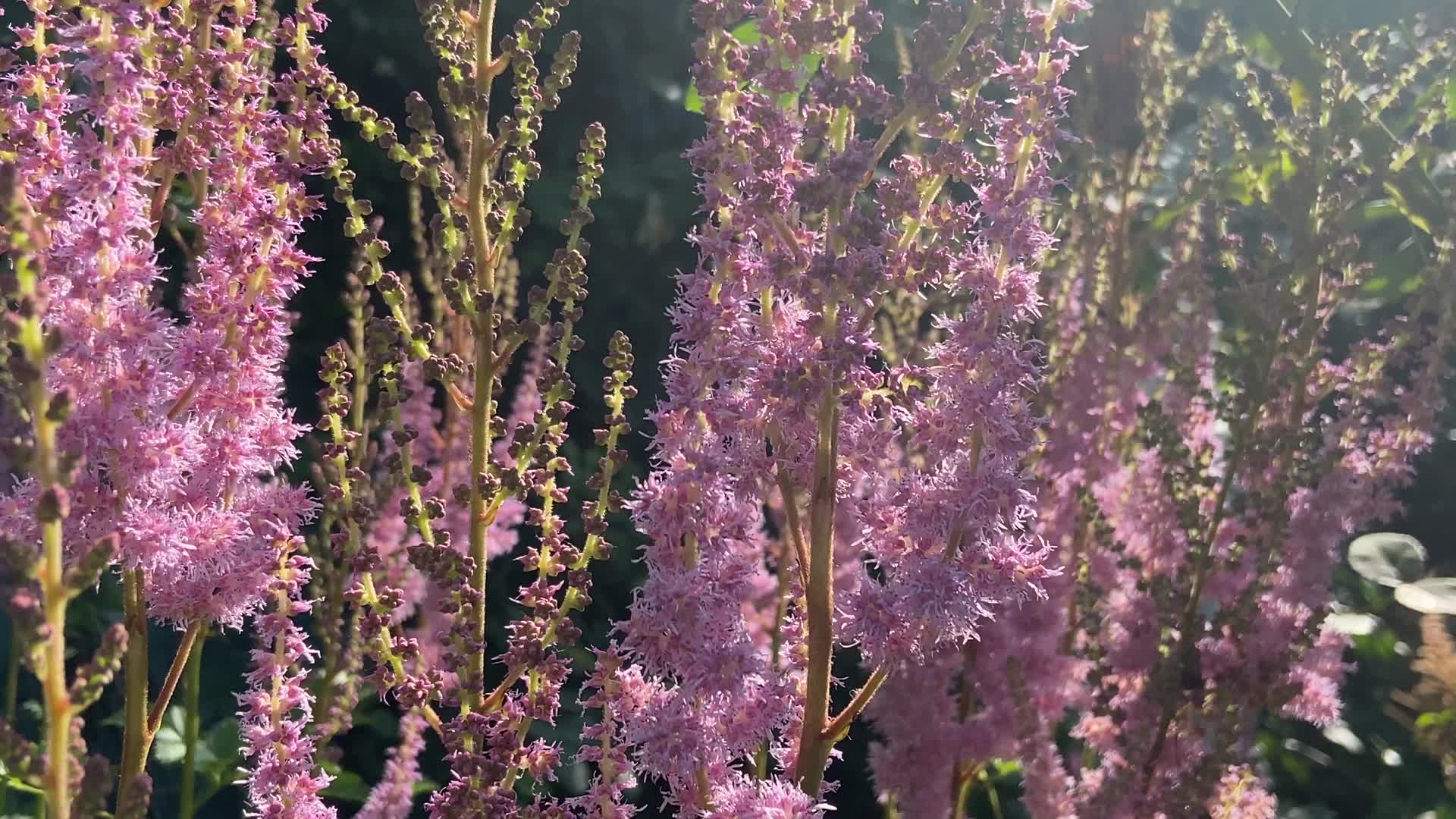 4K实拍紫色薰衣草开放视频的预览图