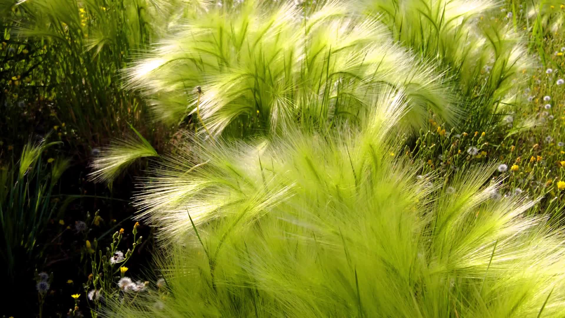 城市的空地上造型独特的野草午后4k拍摄视频视频的预览图
