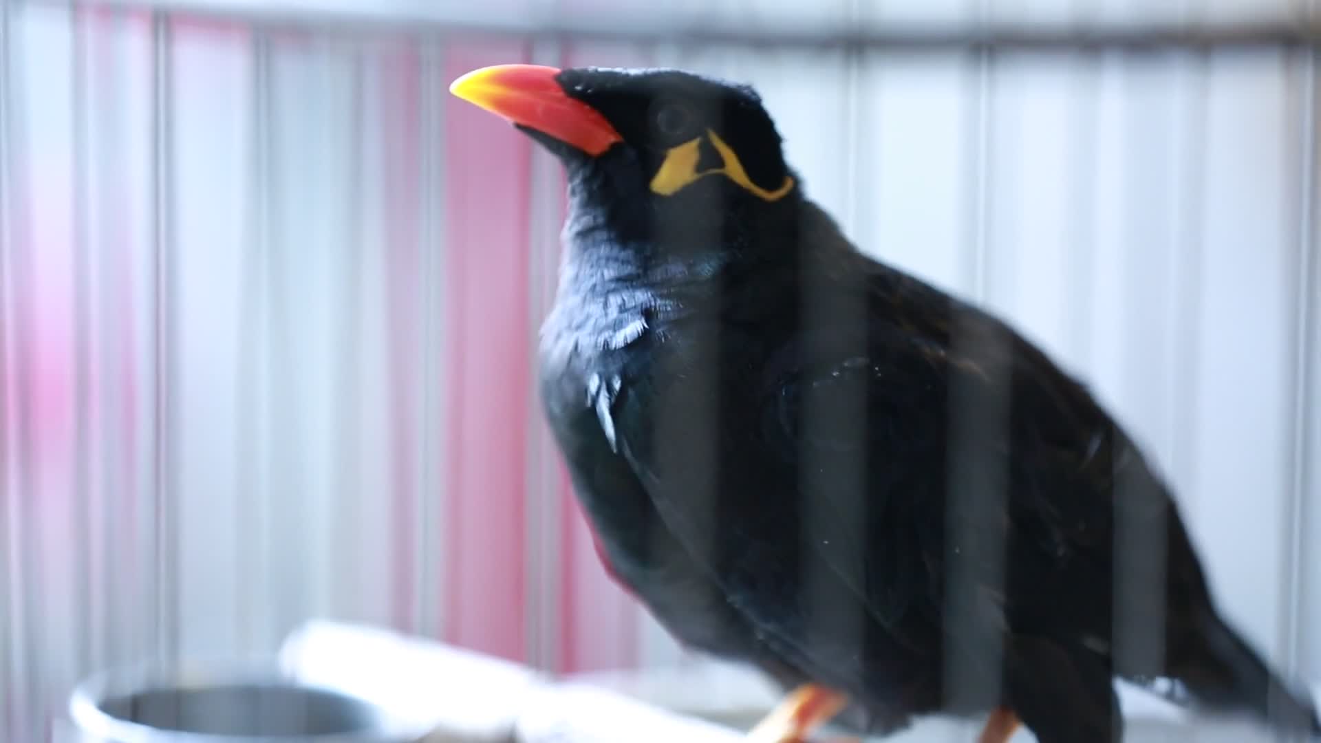 笼子里的鸟八哥鹩哥视频的预览图