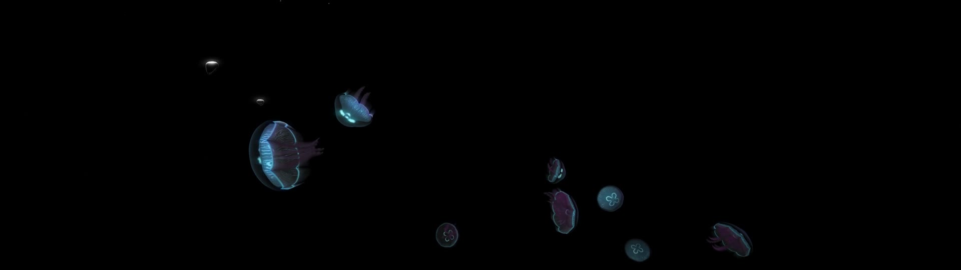 超宽屏全息水母视频的预览图
