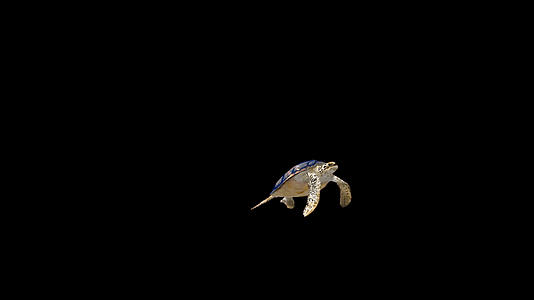 透明通道海龟视频的预览图