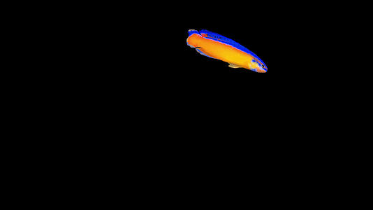 阿岛拟雀鲷鱼视频的预览图