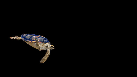 透明通道海龟视频的预览图