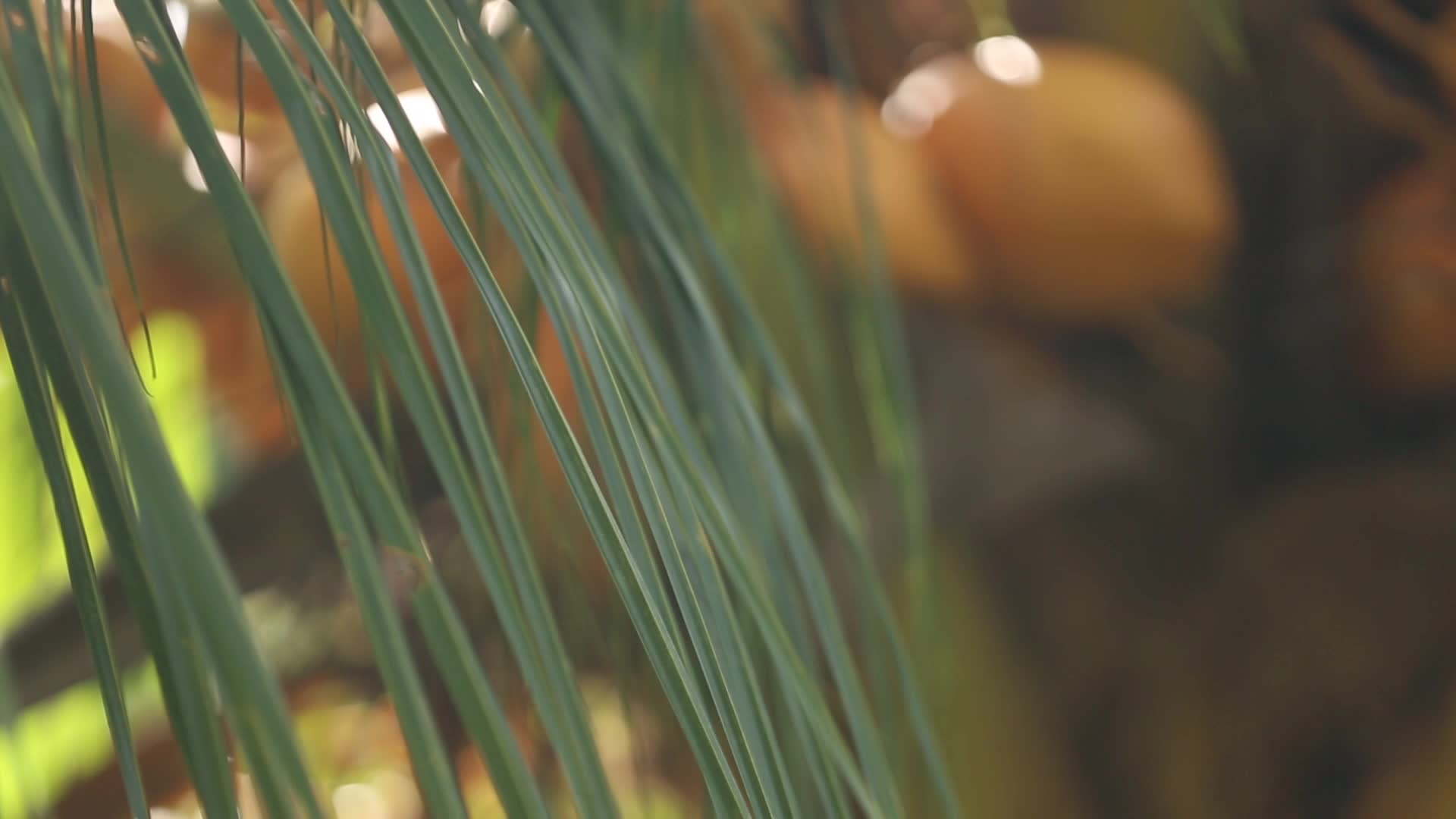 热带椰树椰子视频的预览图
