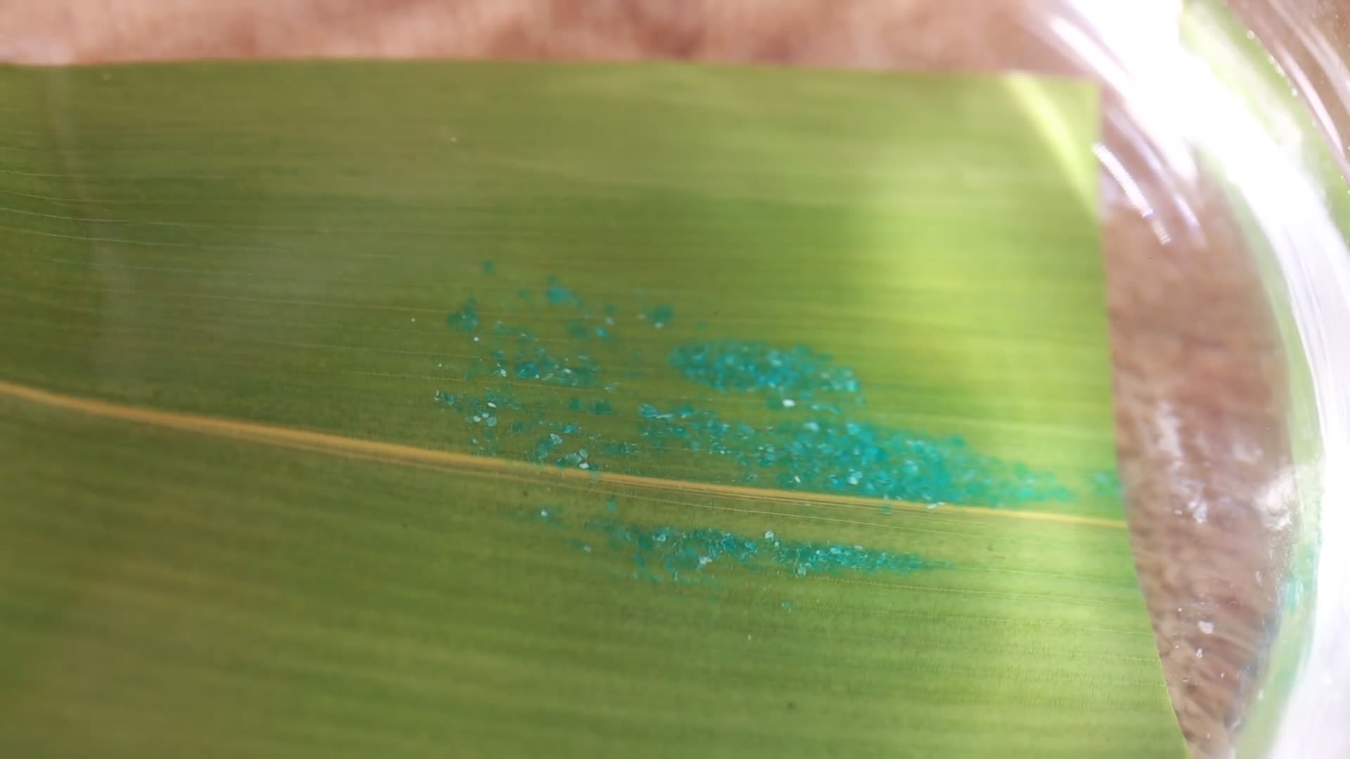 蓝钒处理粽子叶视频的预览图