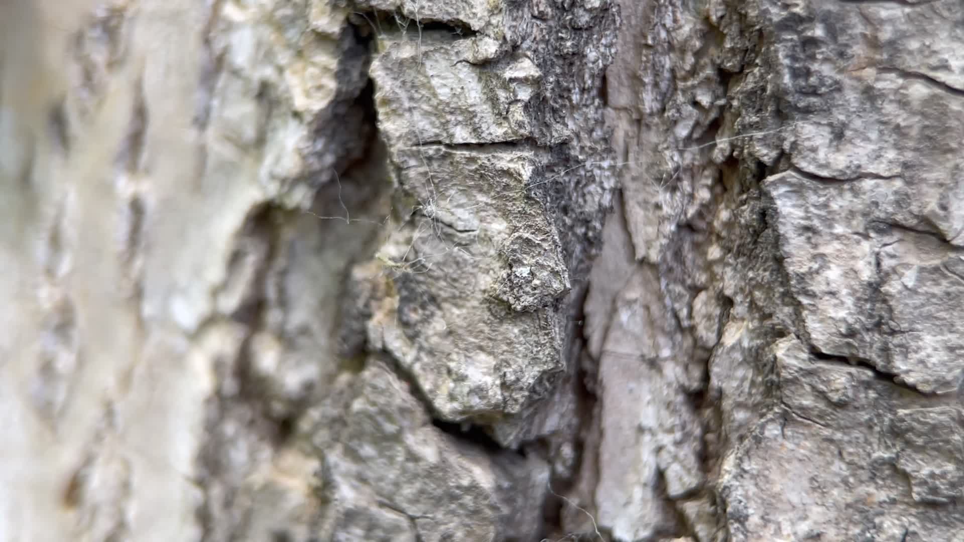 4k实拍树皮上昆虫视频的预览图