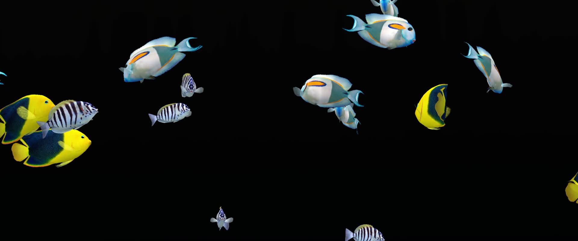 透明通道海底世界鱼类视频的预览图