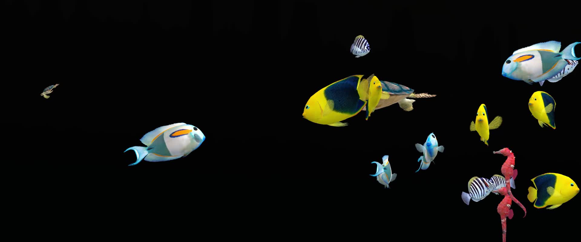 透明通道海底世界鱼类视频的预览图
