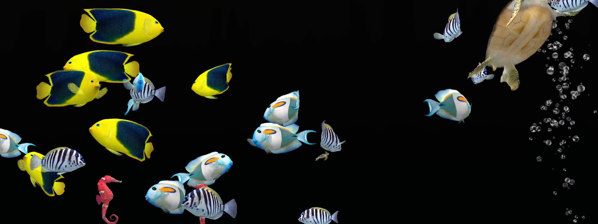 透明通道海洋鱼类视频的预览图