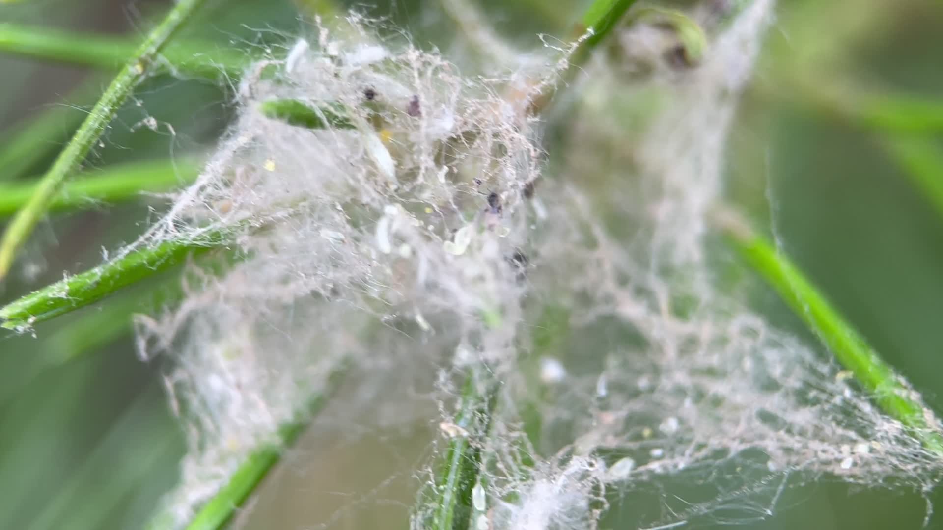 4k实拍叶子上的蜘蛛网和蜘蛛视频的预览图