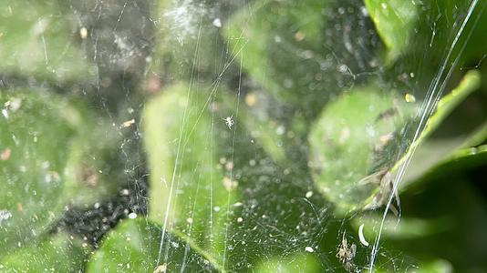 4k蜘蛛网昆虫树叶视频的预览图