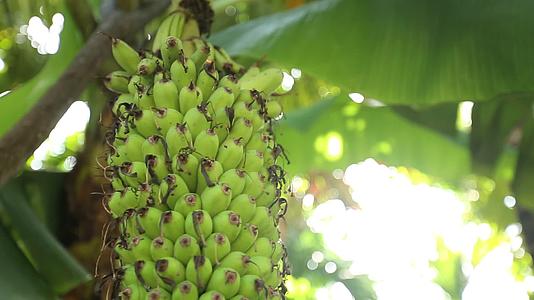 热带水果芭蕉芭蕉树千指蕉实拍视频的预览图