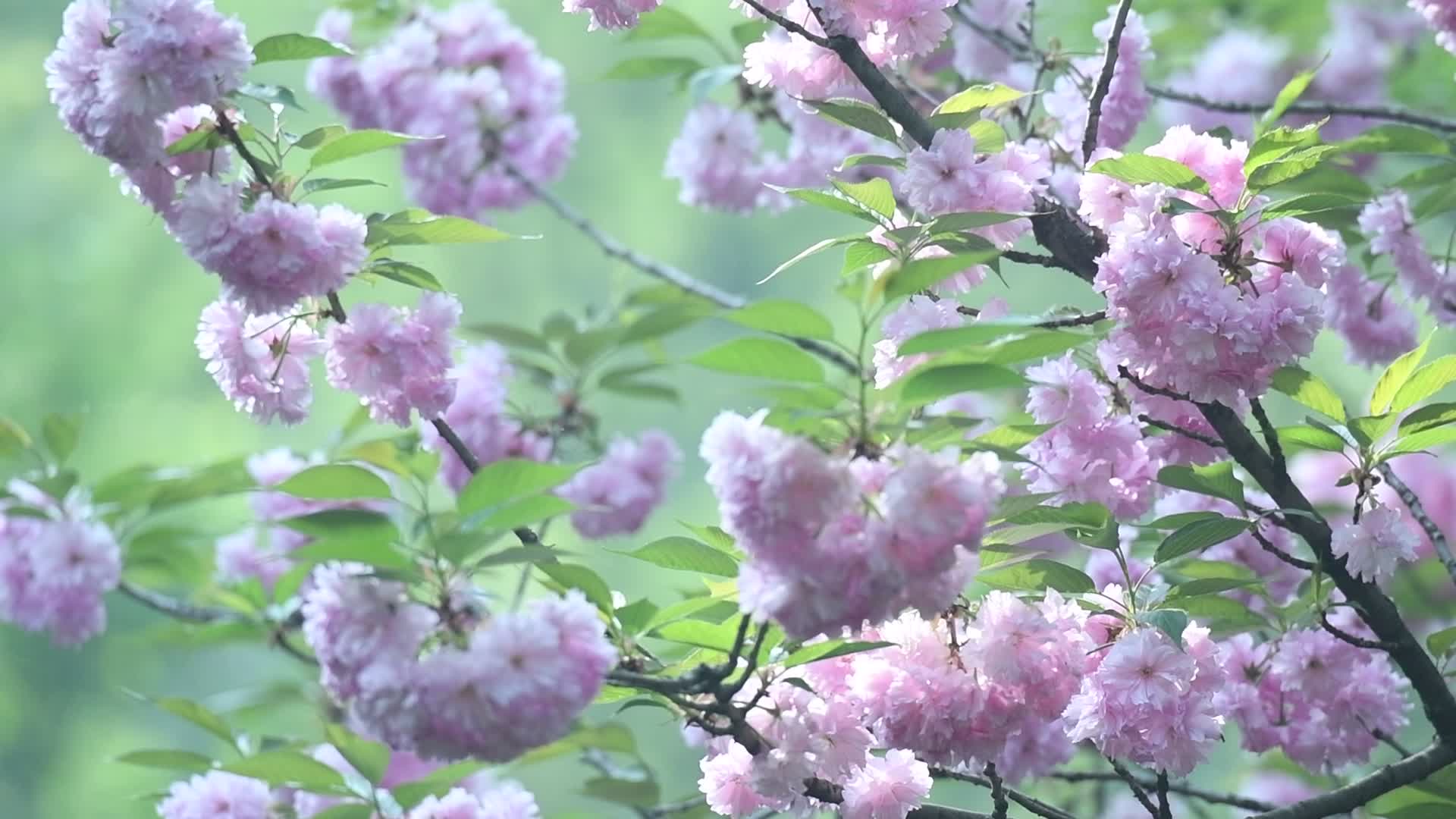 杭州西湖风景区乌龟潭花朵视频视频的预览图