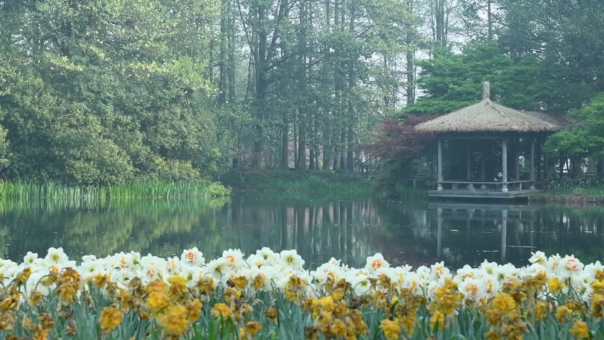 杭州西湖风景区太子湾公园视频视频的预览图