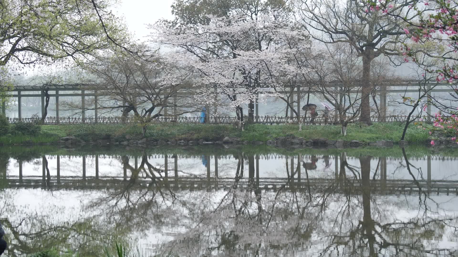 杭州西湖风景区花港观鱼视频视频的预览图