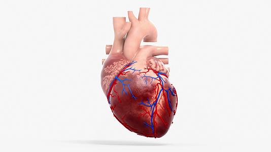 心脏修复动画视频的预览图