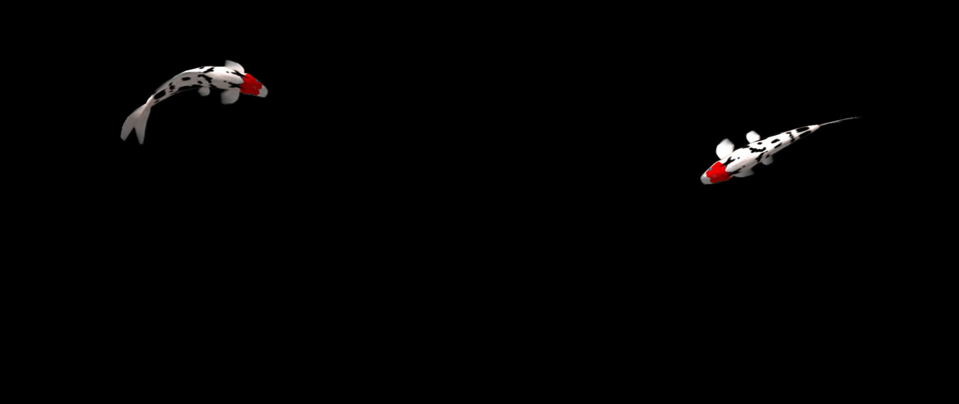 透明通道宽屏锦鲤视频的预览图