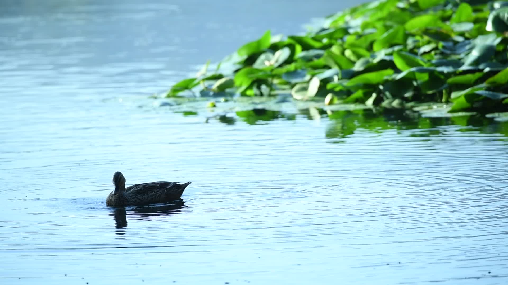 杭州西湖野鸭视频视频的预览图