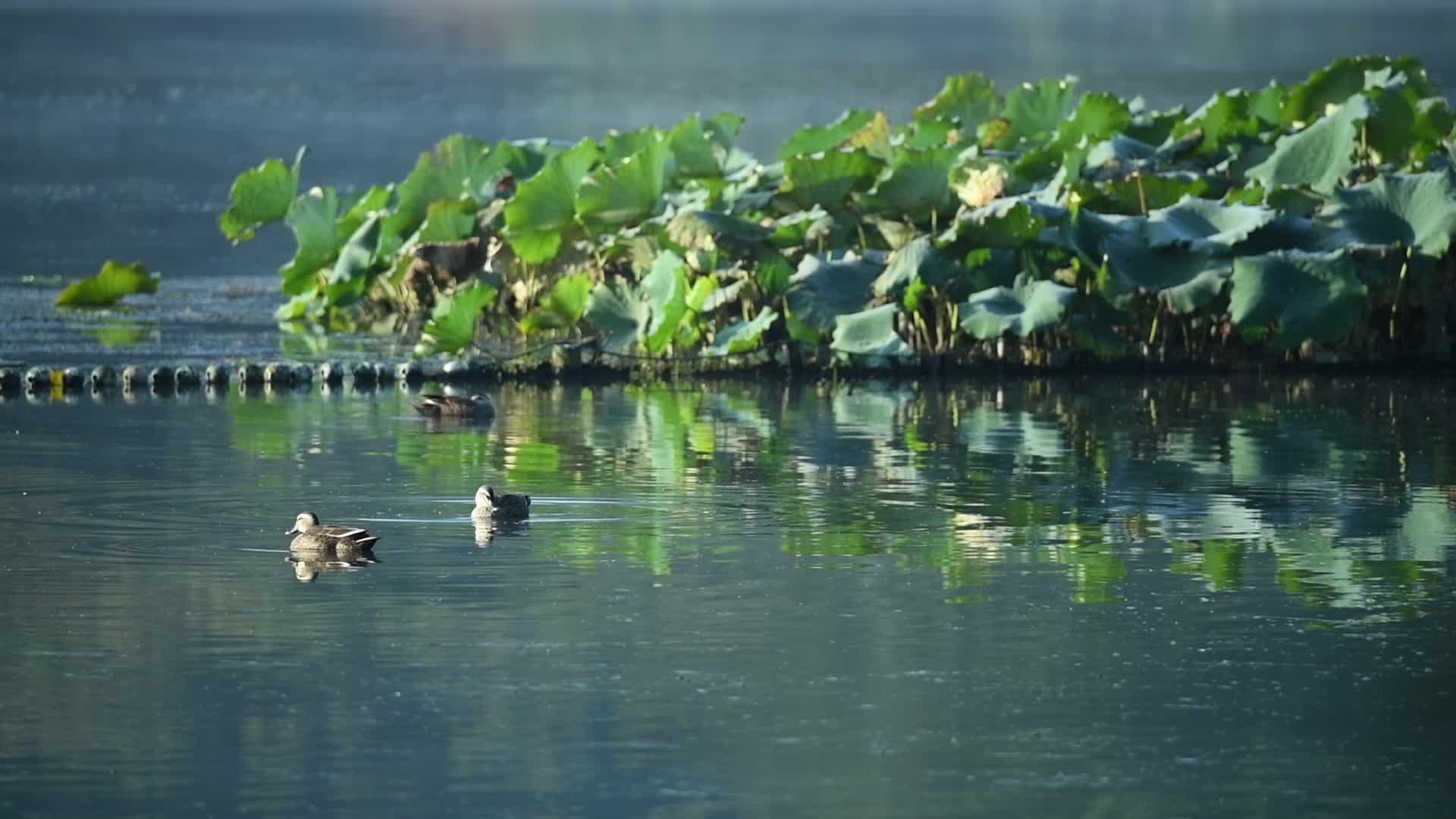 杭州西湖野鸭视频视频的预览图
