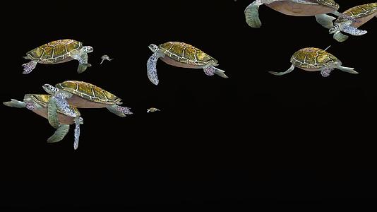 全息海龟群视频的预览图