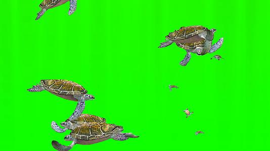 绿幕海龟群视频的预览图