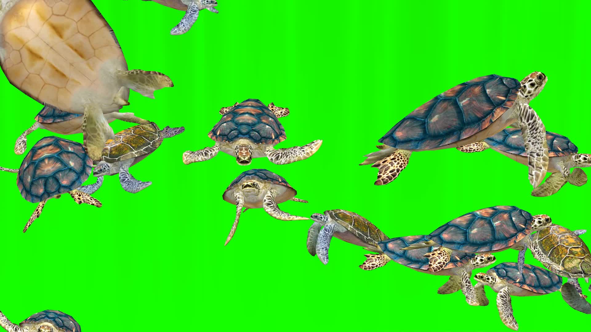 绿幕通道海龟群视频的预览图