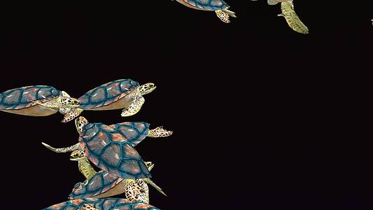 全息海龟群视频的预览图