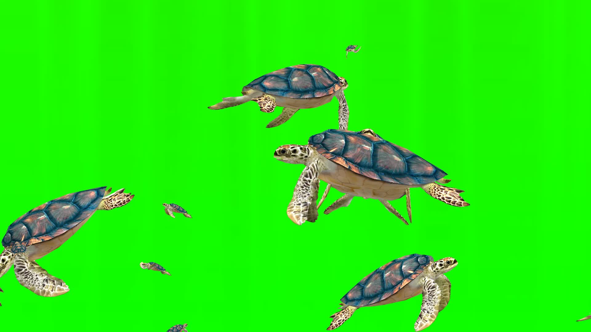 绿幕海龟群视频的预览图