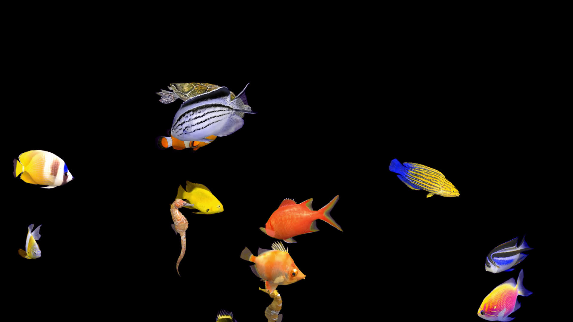 全息投影海底世界鱼类视频的预览图