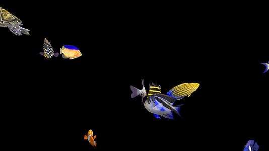 带透明通道海底世界鱼类视频的预览图