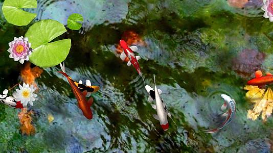 宽屏地面池塘锦鲤视频的预览图