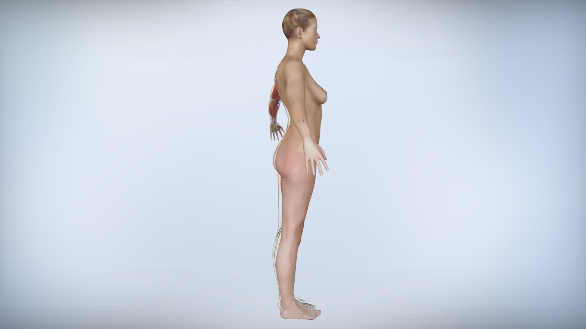 女性人体经络血管动画素材视频的预览图