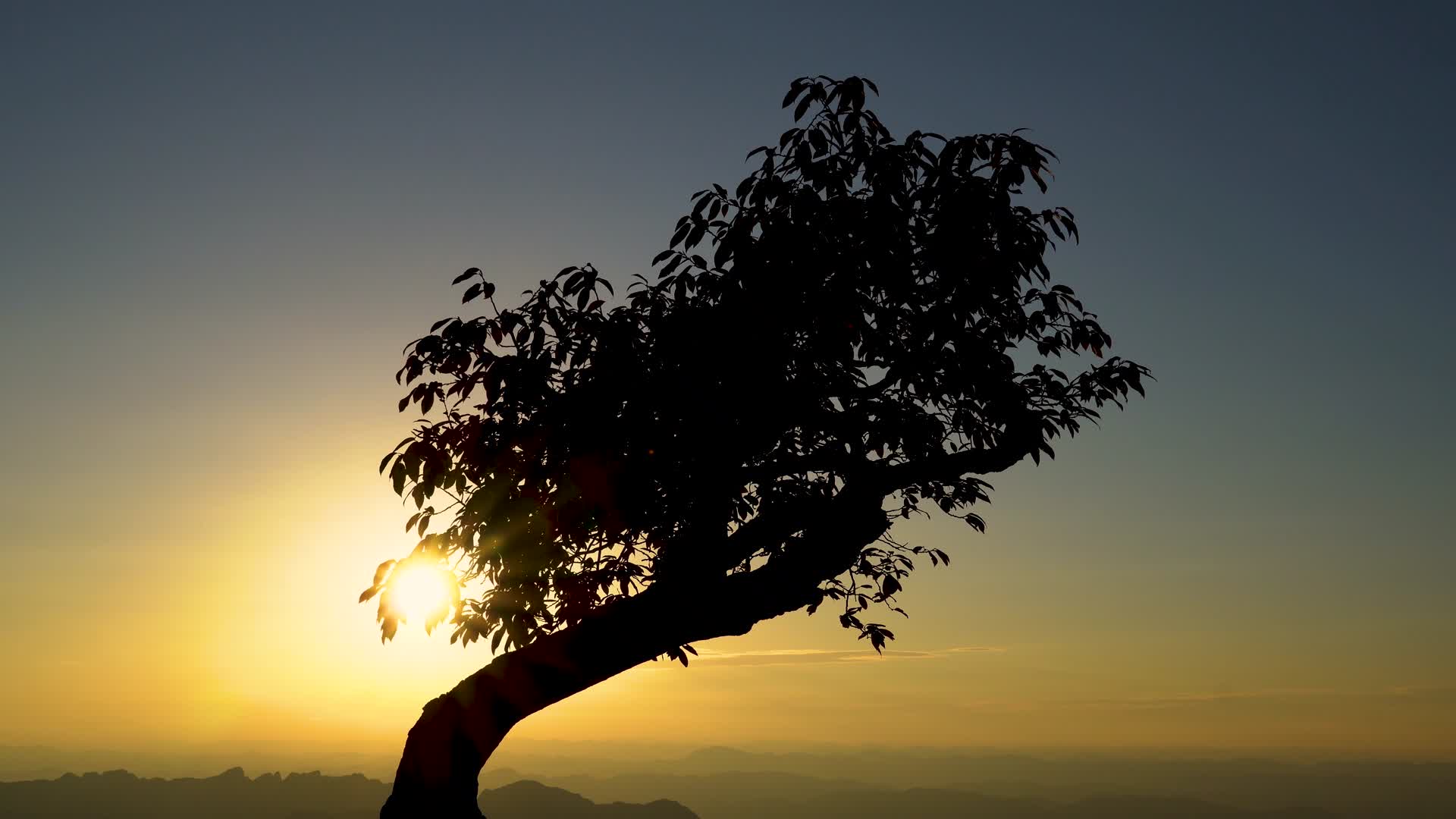 4K夕阳晚霞透过树枝看落日视频的预览图