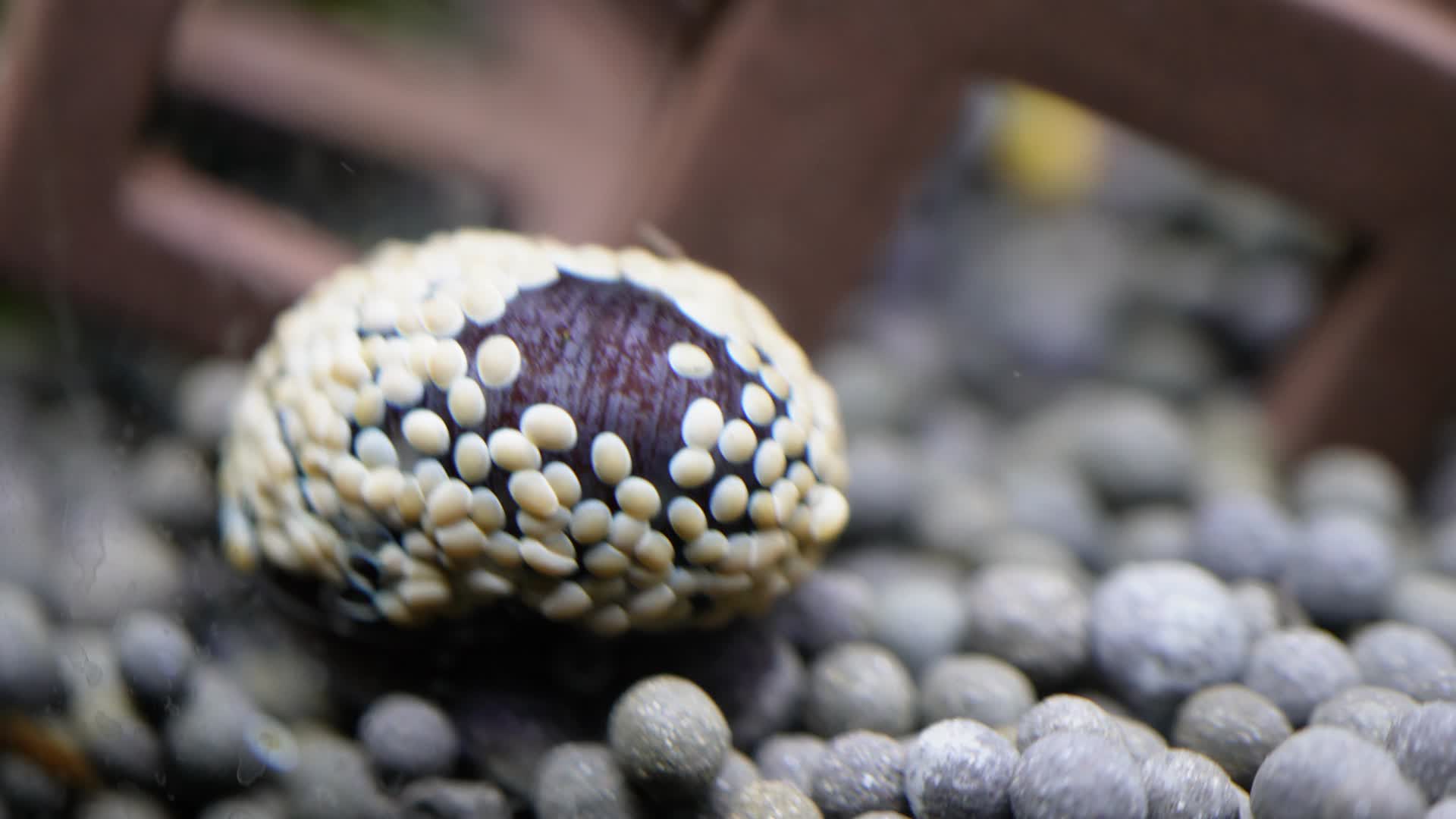 水族海螺除藻螺黑金刚繁殖视频的预览图
